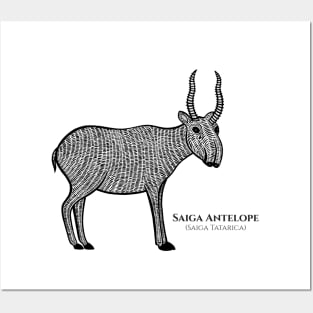 Saiga Antelope with Common and Latin Names - animal design - black and white Posters and Art